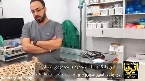 ویدیو / عملیات احیای پلنگ ایرانی در بندرعباس