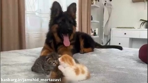 محبت سگ ژرمنی به توله گربه ها !!!