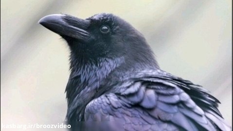 Crow's sound - صدای کلاغ