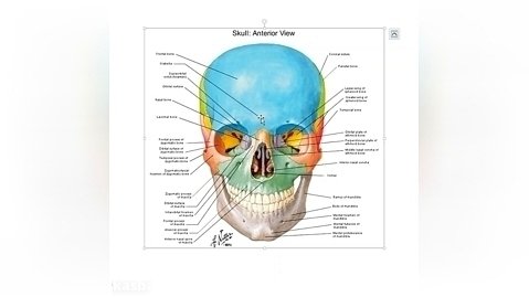 آموزش آناتومی سر و گردن