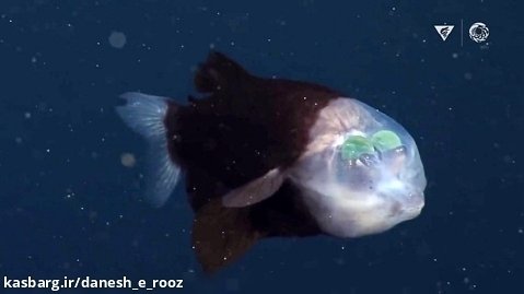 ماهی چشم بشکه ای | Barreleye Fish