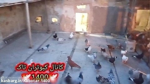نمایشی از پریدن کبوتر تهرانی جدید