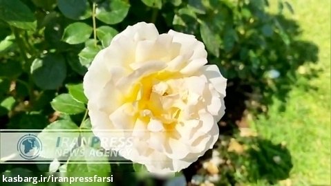 گل های رُز زرد ایرانی زینت بخش گلستان رم