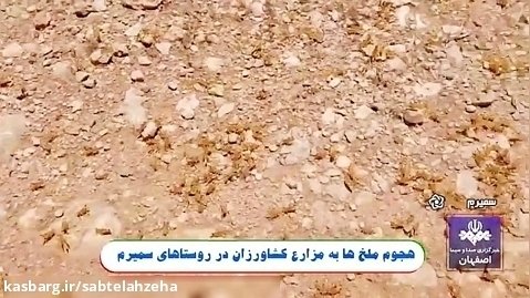 هجوم ملخ ها به مزارع روستای پادنای اصفهان