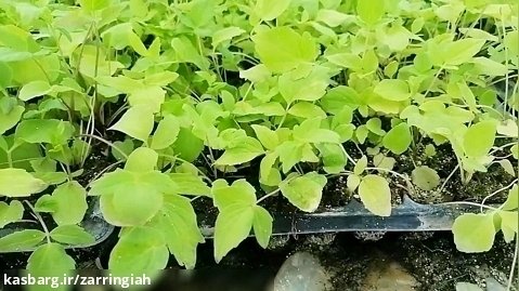 ارسال انواع نشاء گیاهان دارویی به اصفهان