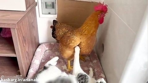 واکنش گربه با تخم گذاشتن مرغ