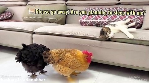 وقتی گربه از آشنایی با مرغ ها عصبانی میشه