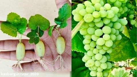 روش جدید رشد درخت انگور در آلوئه / کاشت درخت انگور / آموزش کشاورزی