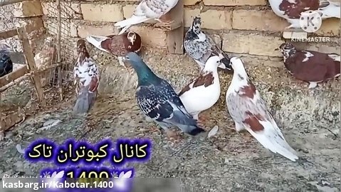 نمایشی از کبوترای تهرانی تازه خریداری شده