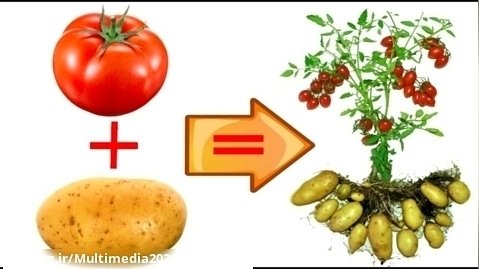 پیوند گوجه فرنگی و سیب زمینی | آموزش پرورش گیاهان | کانال آپارات گرام