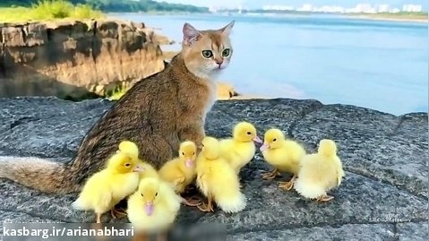 وقتی بچه اردک ها با گربه صمیمی میشوند