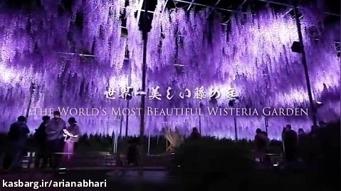 زیباترین درخت های جذاب در ژاپن