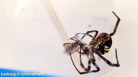 لحظه شکار حشرات توسط عنکبوت باهوش
