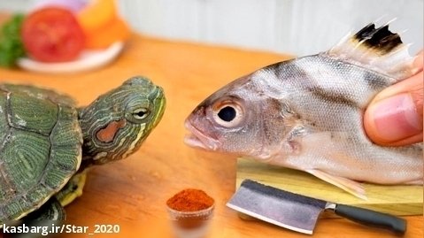 پخت و پز ماهی مینیاتوری سرخ شده برای لاک پشت کوچک در آشپزخانه
