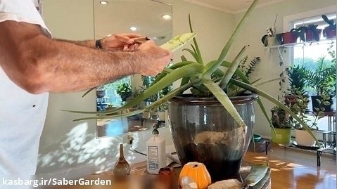باغبانی با صابر: راز های نگهداری آلوئه ورا در گلدان