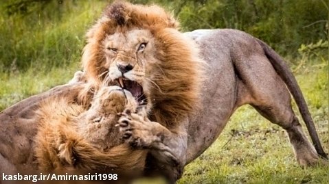 جنگ و جدال شیر های نر - مستند حیات وحش ۱۴۰۲