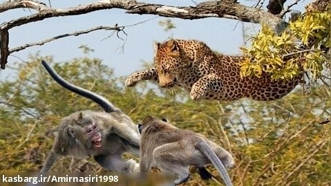 دنیای حیوانات وحشی - میمون پلنگی - مبارزه واقعی! حمله قدرتمند آنتلوپ