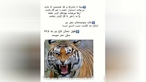 حیات وحش ایران: ببر هیرکانی یا ببر مازندران