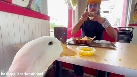 یک یوتوبر خارجی اردک رو برده KFC