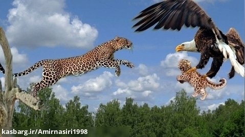 مستند حیات وحش | جنگ عقاب و پلنگ | نجات بچه شیر از دست عقاب