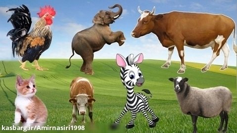 صداهای خنده دار حیوانات در حیات وحش: فیل، گاو، گورخر، اسب، | لحظه های حیوانات