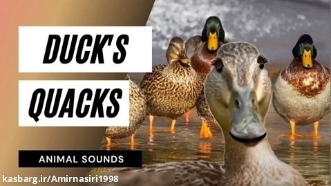 صداهای حیوانات: اردک های اردک / جلوه های صوتی / انیمیشن