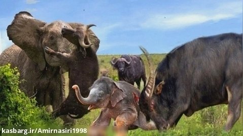 مستند حیات وحش - حمله بوفالو به بچه فیل - جنگ حیوانات حیات وحش