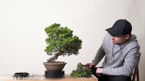 بازسازی و طراحی درخت مرسوم چینی به شکل واقعی