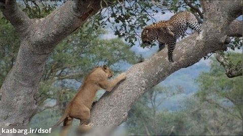 درگیری شدید یک شیر با پلنگ روی درخت