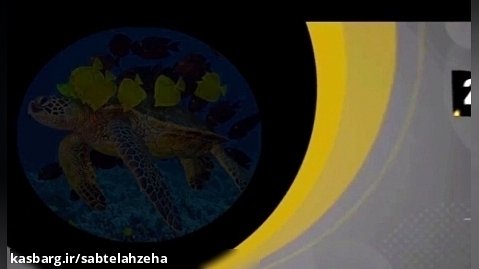 فیلم/ لحظه تولد لاک پشت  در خطر انقراض "پوزه عقابی" در کیش