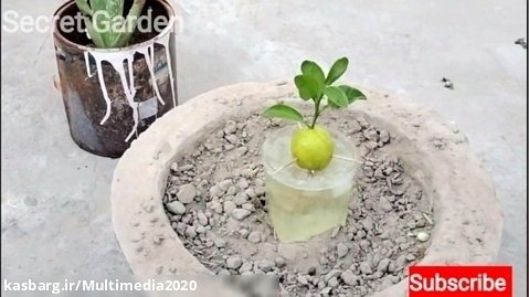 نحوه پرورش گیاه لیمو در خانه _ تجربه آسان کاشت درخت لیمو در باغچه