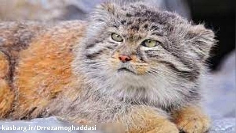 گربه پالاس  (نام علمی: Felis manul)