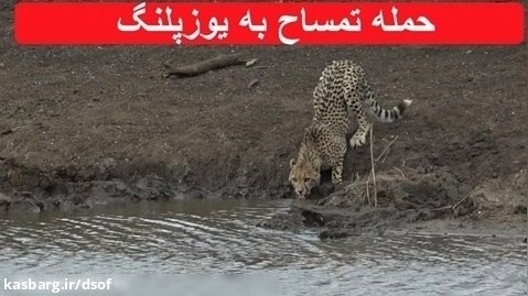 حمله تمساح به یوزپلنگ در حال آب خوردن