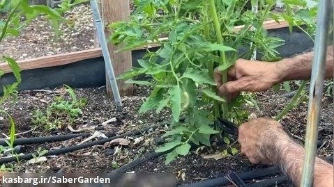 باغبانی با صابر: هرس انرژی زا بوته گوجه و صیفیجات