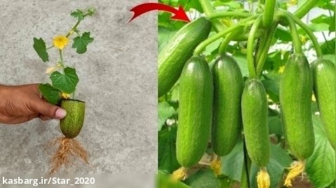 نحوه پرورش خیار سبز به روش جدید / آموزش کشاورزی و باغبانی