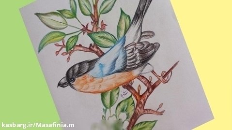 آموزش نقاشی پرنده روی شاخه _تکنیک مداد رنگی