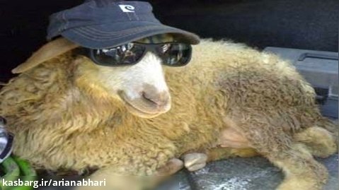 آموزش نقاشی گوسفند ناقلا برای عید قربان