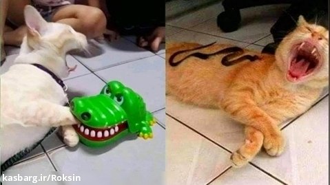 سگ و گربه های خنده دار :: کلیپ های طنز حیوانات :: حیوانات خانگی