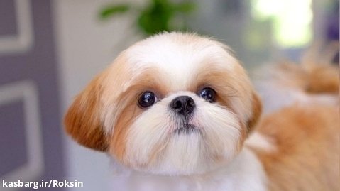 یک توله سگ کوچک و عصبانی :: اصلاح هاپوهای بامزه