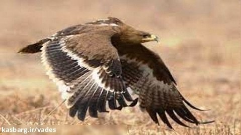 کلیپی واقعی از پرواز عقاب در کوه های تیل آباد... خرداد 1402