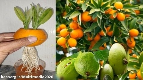 پیوند زدن زیبای درخت پرتقال و گواوا