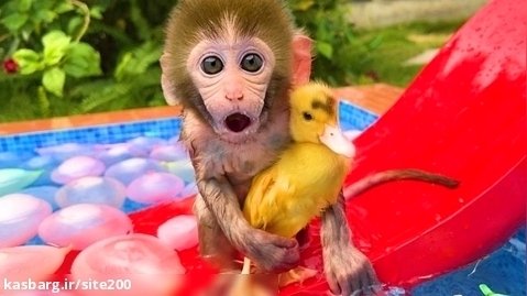 میمون بازیگوش | بازی حیوانات خانگی | خوردن میوه با توله سگ