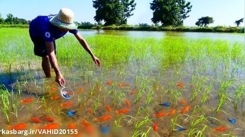صید ماهی قرمز و ماهی های زیبا در مزرعه برنج
