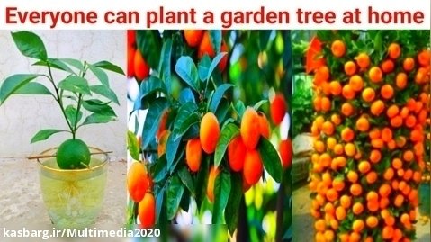 نحوه رشد گیاه پرتقال از دانه ها || کشاورزی و باغبانی