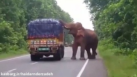 حیات وحش _ سد معبر کردن فیل وسط جاده ماشینهای سنگین