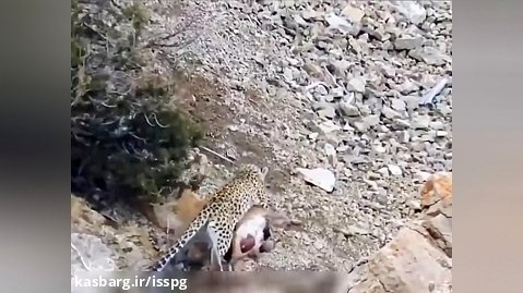 ویدیو / صحنه جذاب شکار بزکوهی توسط پلنگ ایرانی