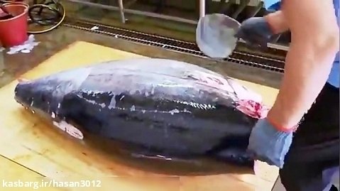(ویدئو) ماهی تن های غول پیکر با این مهارت تماشایی قطعه قطعه می شوند