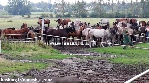 پنجاه سال پرورش اسب نژاد عرب در لهستان | Polish Arabian horses