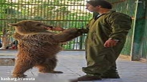 سفر ما در باغ وحش حیوانات وکیل آباد مشهد با خرس و شیر و ببر... شهریور 1401