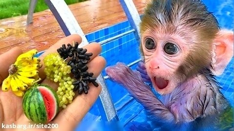بچه میمون بازیگوش - برای برداشت میوه در مزرعه می رود
